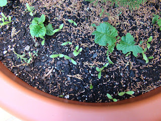 Caléndulas (Calendula officinalis L.).