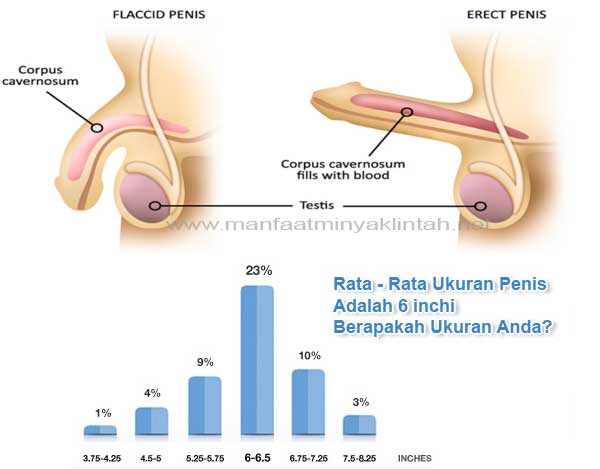 ukuran normal alat vital