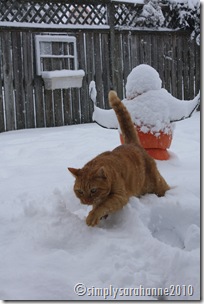 Christmas20103rdSnow2010 111