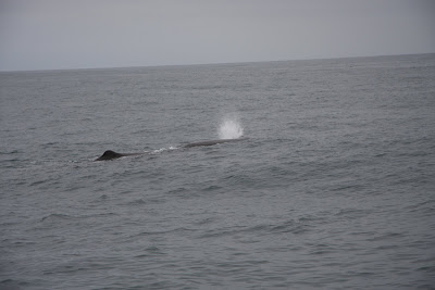 Saddleback Whale