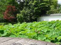 南禅寺は秋、モミジが有名だが夏のハスもまた好い・・・