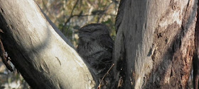 Tawny Frogmouth sitting in a Eucalyptus tree, Canberra, Australia. Photographed by Susan Walter. Tour the Loire Valley with a classic car and a private guide.