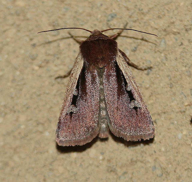 Violettbraune Erdeule, Ochropleura plecta