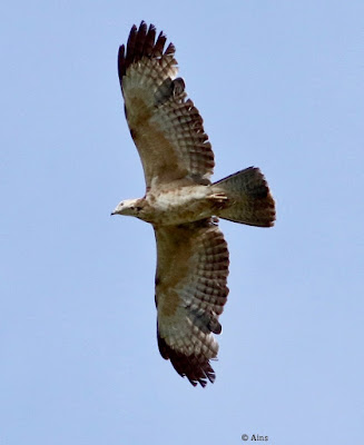 Oriental Honey-buzzard