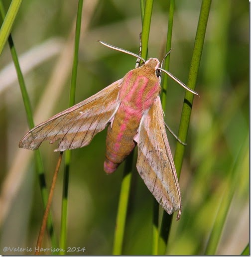 Elephant-Hawk-moth-2