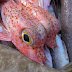 Look At What The Sea Dragged In