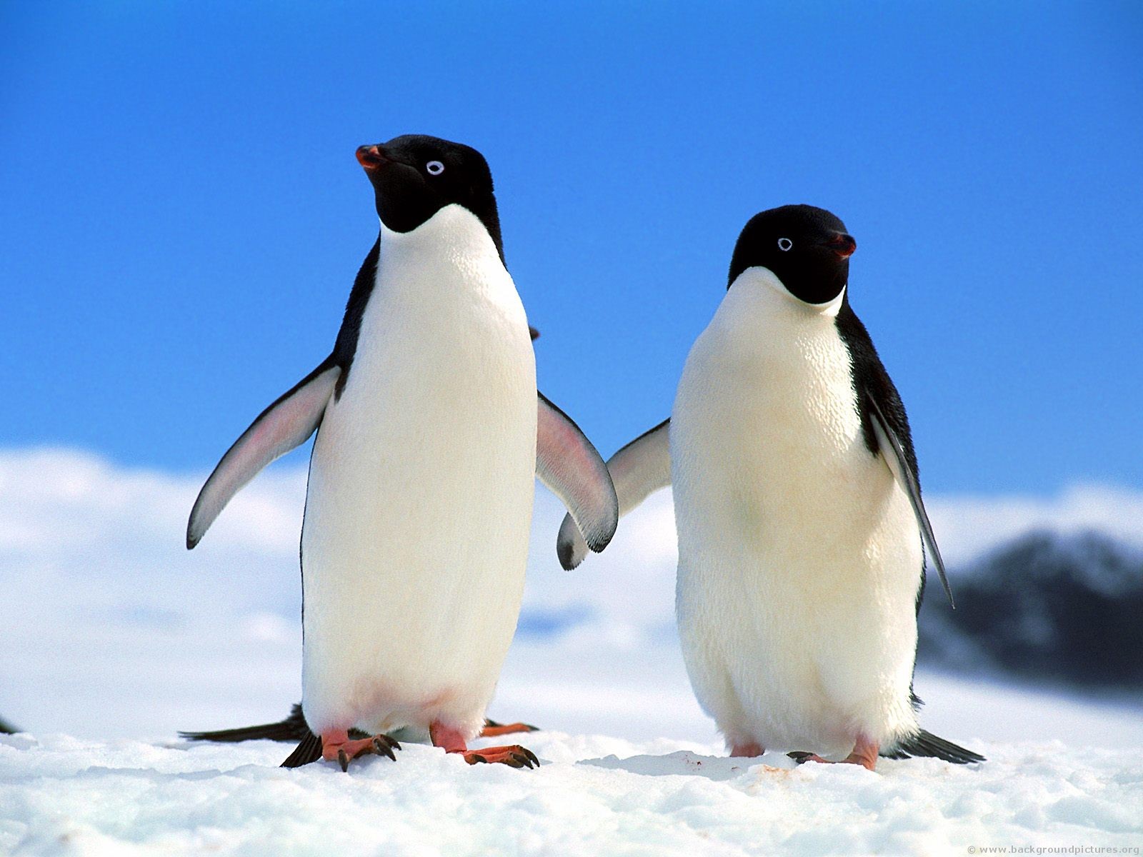 Gambar Pinguin Lucu Dan Imut Banget  GambarBinatang.Com