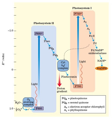  Perubahan ini mengacu pada perubahan yang bersifat reversibel antara molekul berukuran be Pintar Pelajaran Metabolisme Mikroba, Fermentasi, Respirasi, Fotosintesis, ATP, ADP, Siklus Asam Trikarboksilat