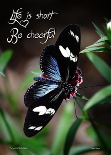 life is short images with butterfly