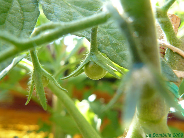 Tomatera