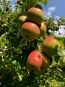 English apple varieties