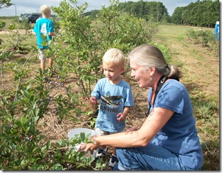 blueberries 010