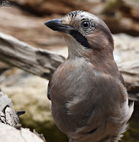 arrendajo euroasiático​ (Garrulus glandarius)