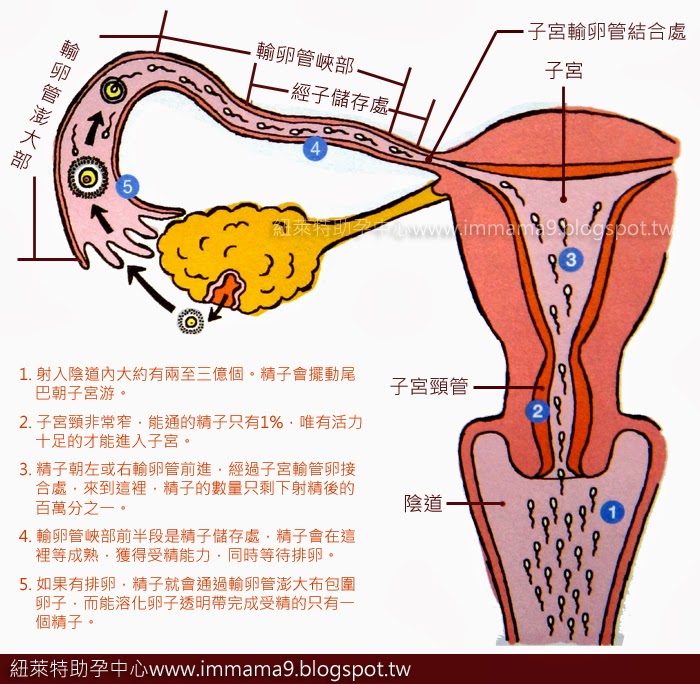 精子和卵子存活時間據醫學研究表明，精子射精後在婦女體內能存活72小時(三天)，而卵子排出後，在婦女體內能存活12－24小時。