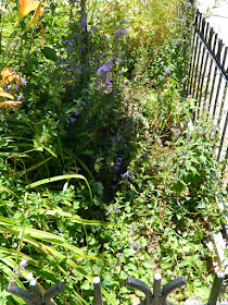 Toronto Front Garden Summer Cleanup in Leslieville Before by Paul Jung Gardening Services--a Toronto Gardening Company