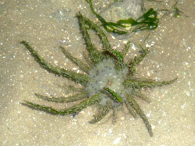 Hell's Fire Anemone (probably Actinostephanus haeckeli)