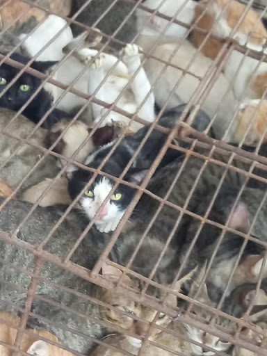 cat holding location in Hoi An