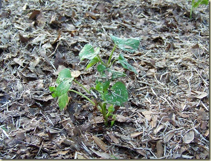 mulched sweet tater