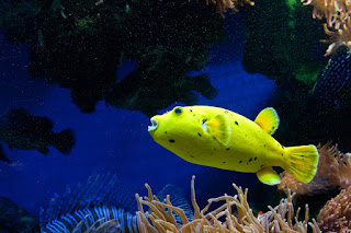 Oceanographic Museum, MONACO, океанографический музей, Монако