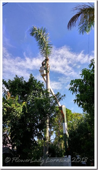 08-23-one-frond-left