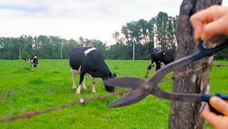 Quatro vacas são carneadas em Hulha Negra, próximo à 293