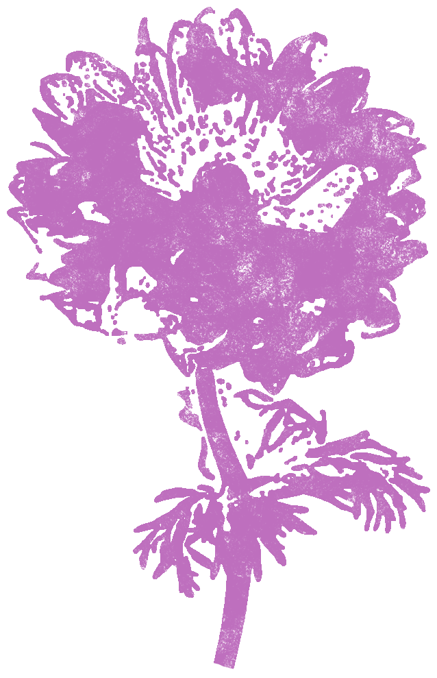アネモネ 紫 花 かわいいスタンプ 判子 イラストのフリー素材集 無料