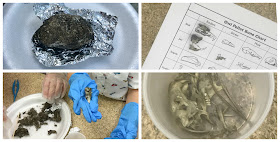 Owl pellet dissection, science programs for kids, STEM, STEAM