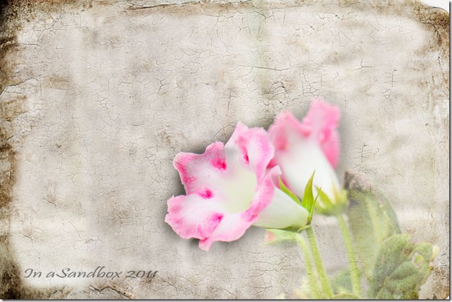 Gloxinia-with-crackerjack-textureLR