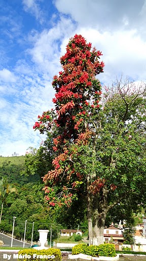 Triplaris americana 