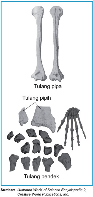 Bentuk Tulang  Pipih Pendek Pipa Panjang 