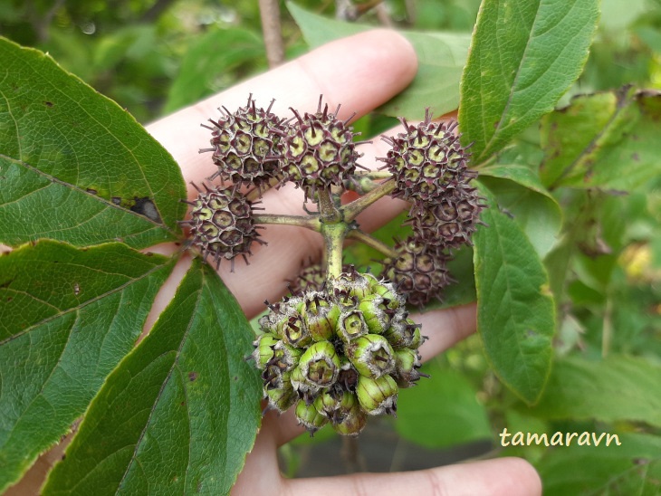 Свободноягодник сидячецветковый (Acanthopanax sessiliflorus, =Eleutherococcus sessiliflorus)