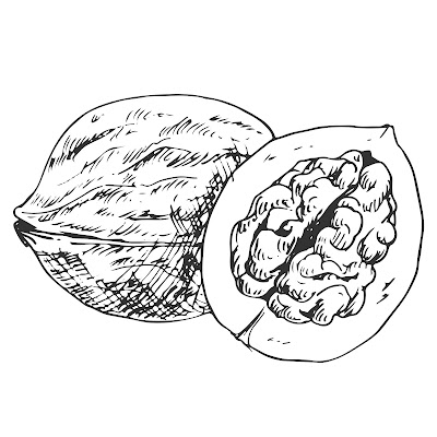 100+ Free Cartoon Images of Walnut dry fruit