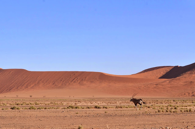 Gemsbok running in Sossusvlei