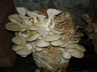 Mushroom cultivation training in Maharashtra