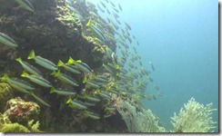 fishes3