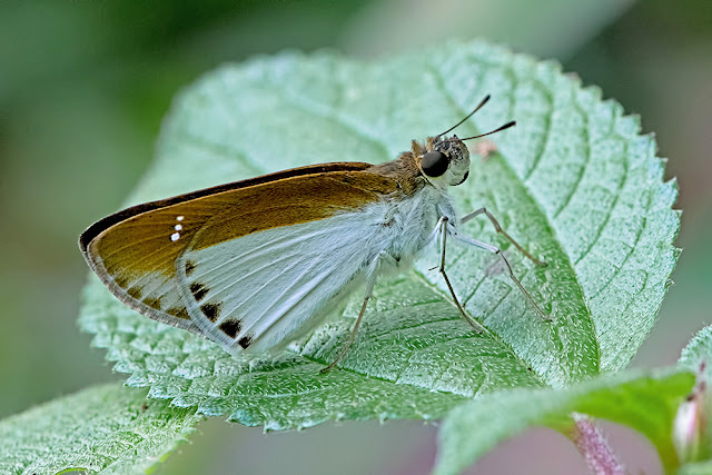 Iton semamora the Common Wight butterfly