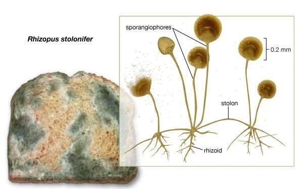 Mengenal Jamur Zygomycotina