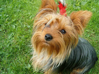 yorkshire terrier puppy yorkie dog animal pets