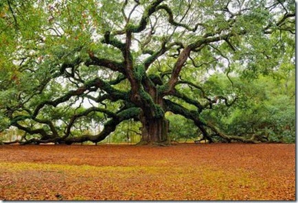 TreeswitMA29079731-0011