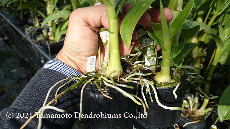 デンドロビュームの月別管理 Dendrobium Blog
