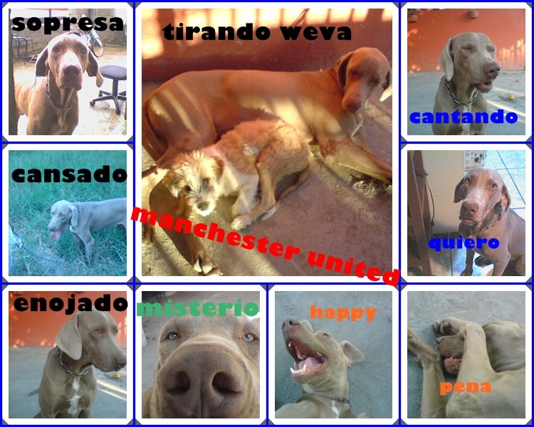 mi mascota favorita