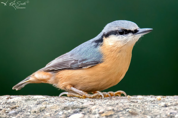 Nuthatch