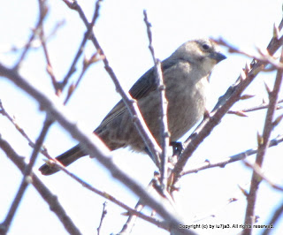 Brown-headed Cowbird