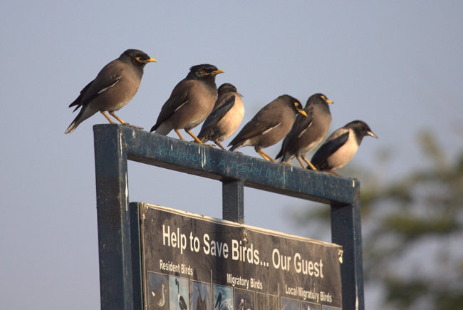 Common Myna at Lake Lakhota Jamnagar Gujarat india