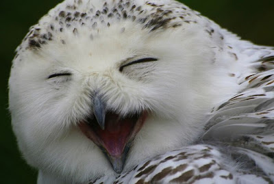 Laughing Owls Seen On www.coolpicturegallery.us