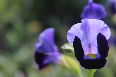 Bunga Torenia koleksi  Bunga Torenia, Gulma Cantik Penghias Halaman