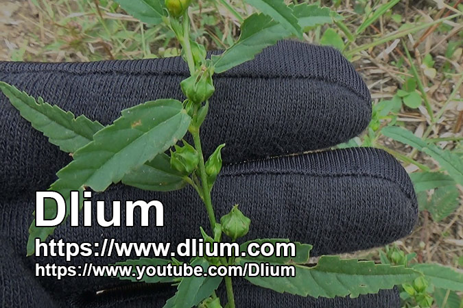 Dlium Prickly fanpetals (Sida spinosa)