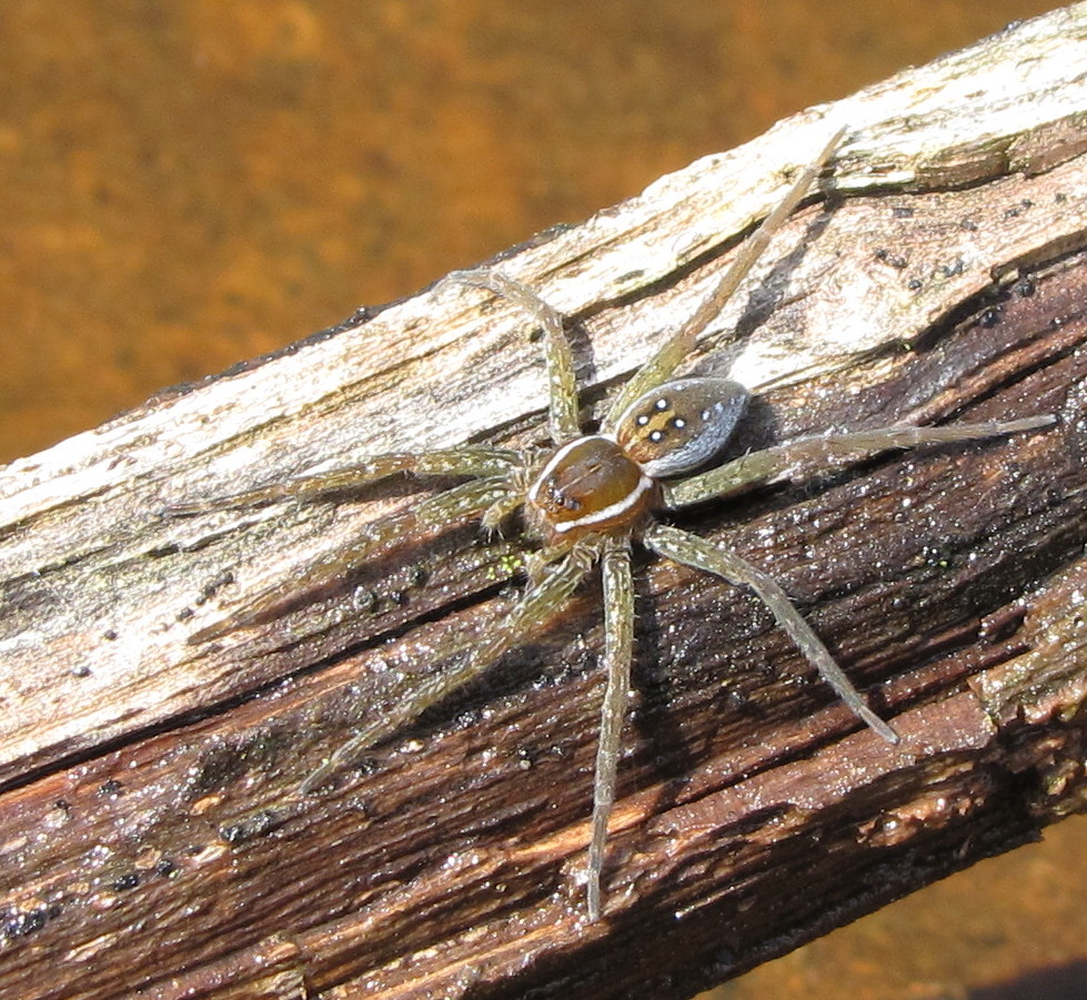 Bug Eric: Spider Sunday: Six-spotted Fishing Spider
