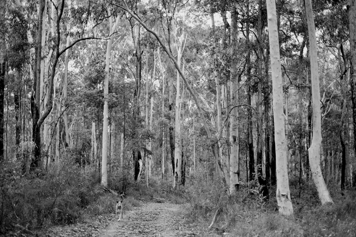 b&w australian forest