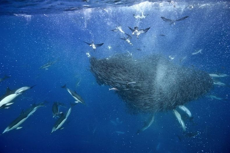 shark-and-mackerel-4 shark-and-mackerel-4